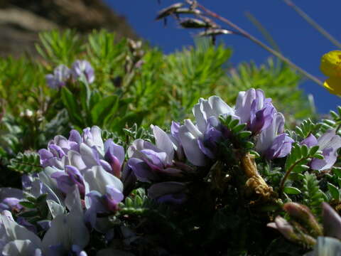 Image of Oxytropis helvetica Scheele