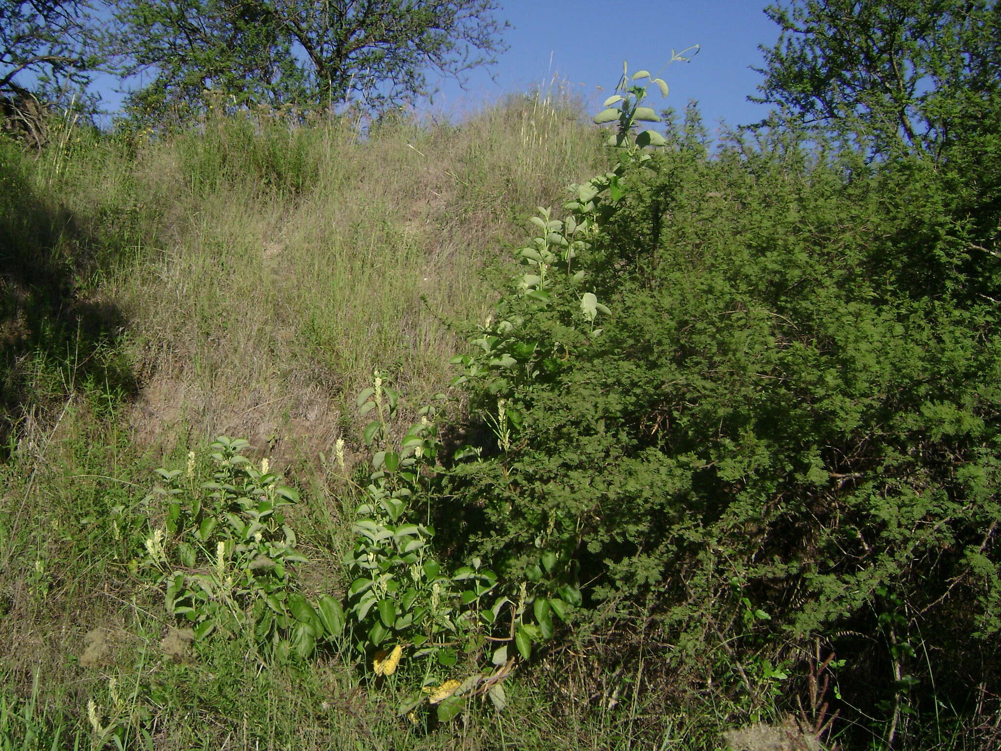 Image of Mandevilla pentlandiana (A. DC.) R. E. Woodson