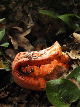 Image of Clathrus columnatus Bosc 1811