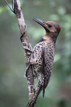 Image de Colaptes auratus gundlachi Cory 1886