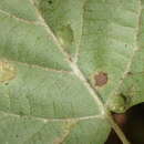 Image of Sackenomyia commota Gagne 1975