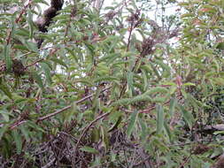 Image of laurel sumac