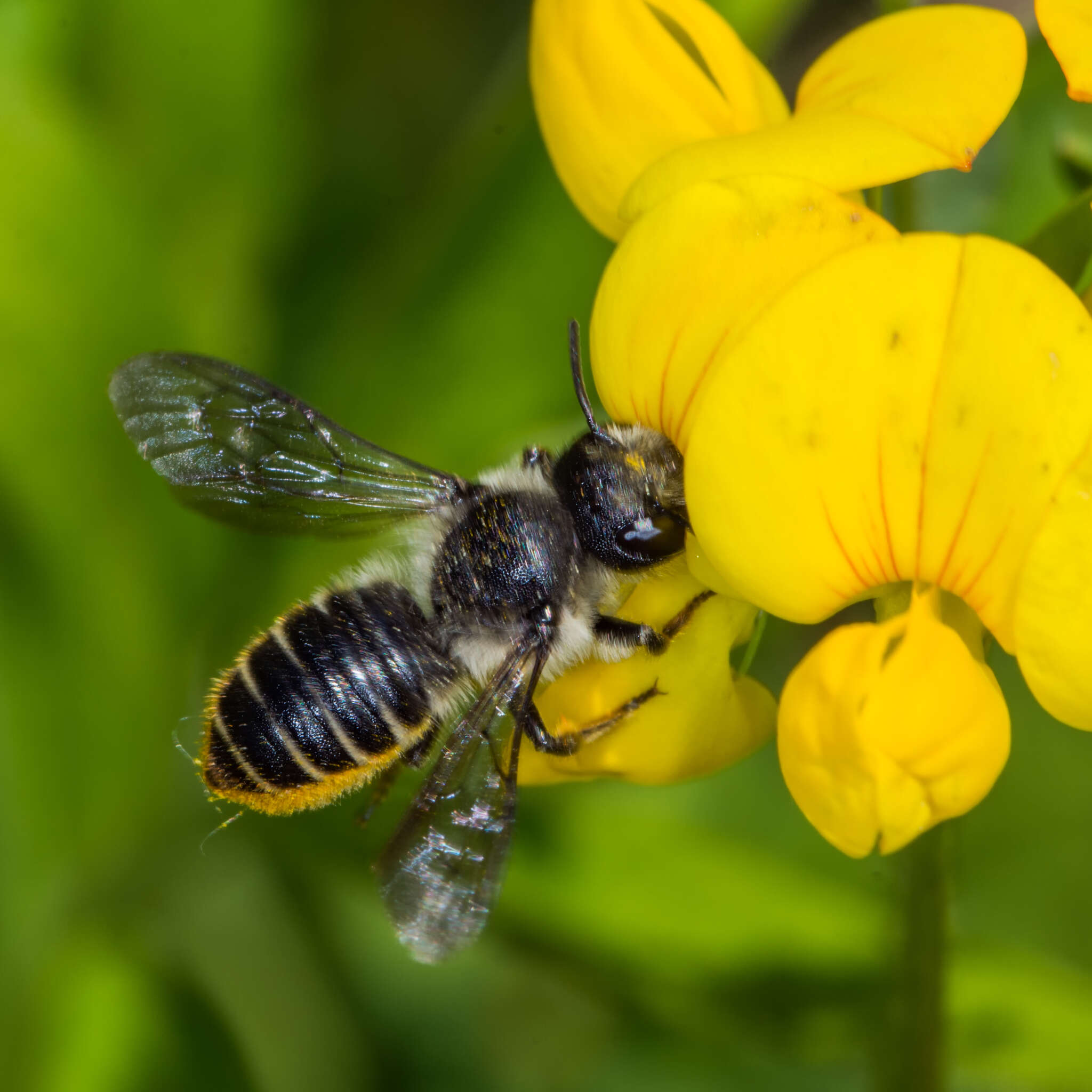 Image of Leafcutter bee