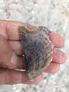 Image of Atlantic wing-oyster