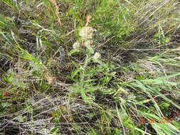 Achillea asiatica Serg. resmi