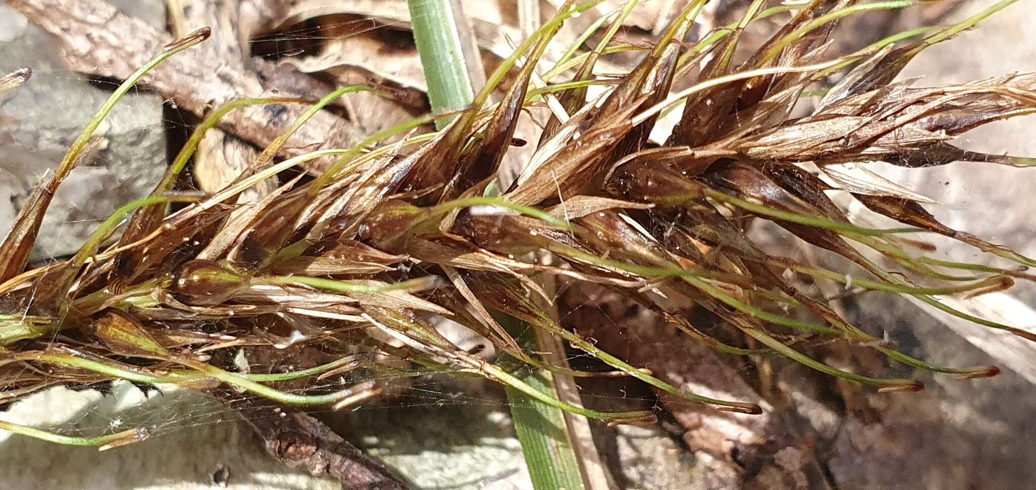 Image of Carex corynoidea K. A. Ford