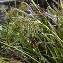 Image of Carex jamesonii var. gracilis L. H. Bailey