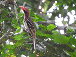 Image of Dwarf Hornbill