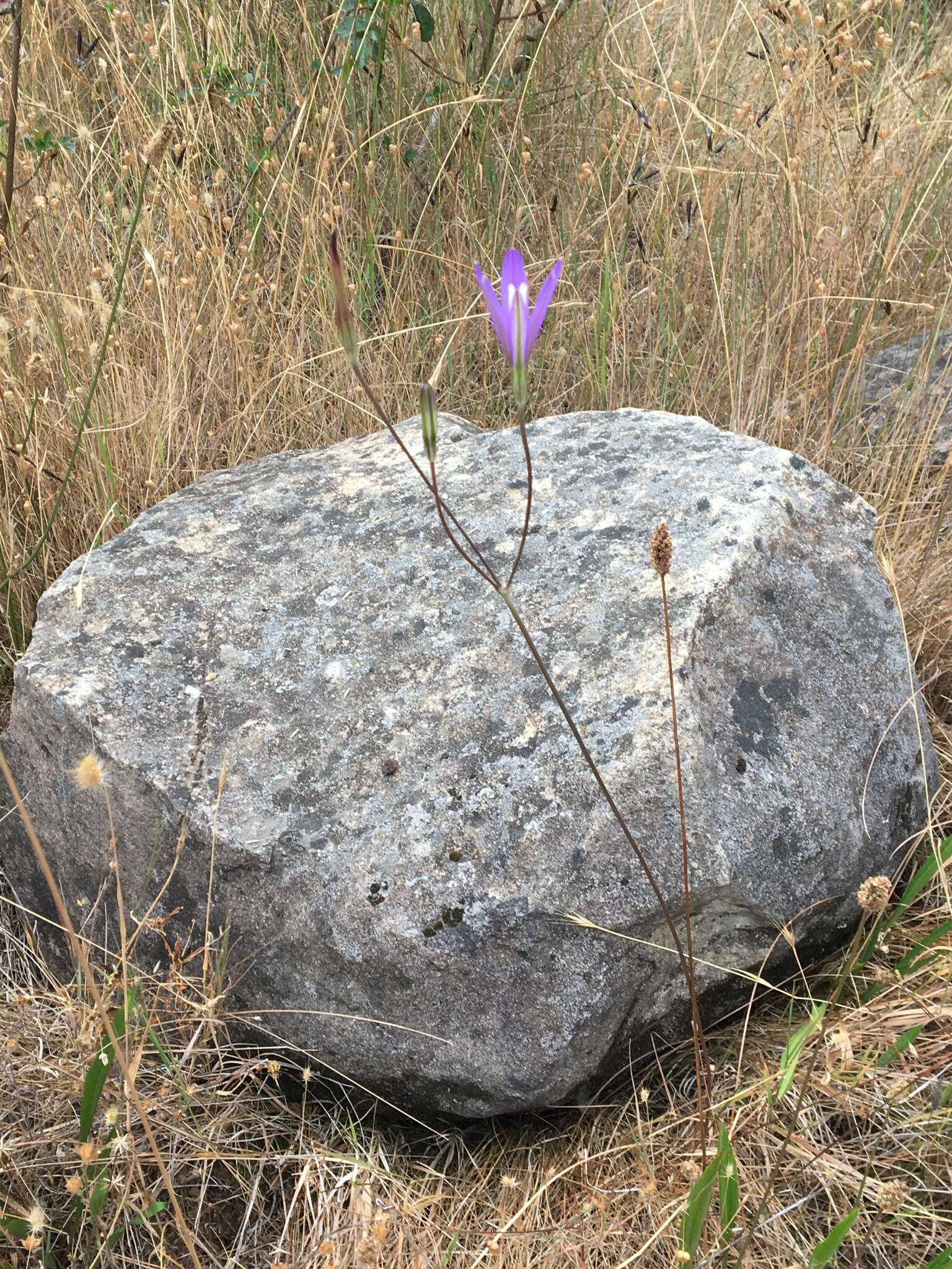 Image of California brodiaea