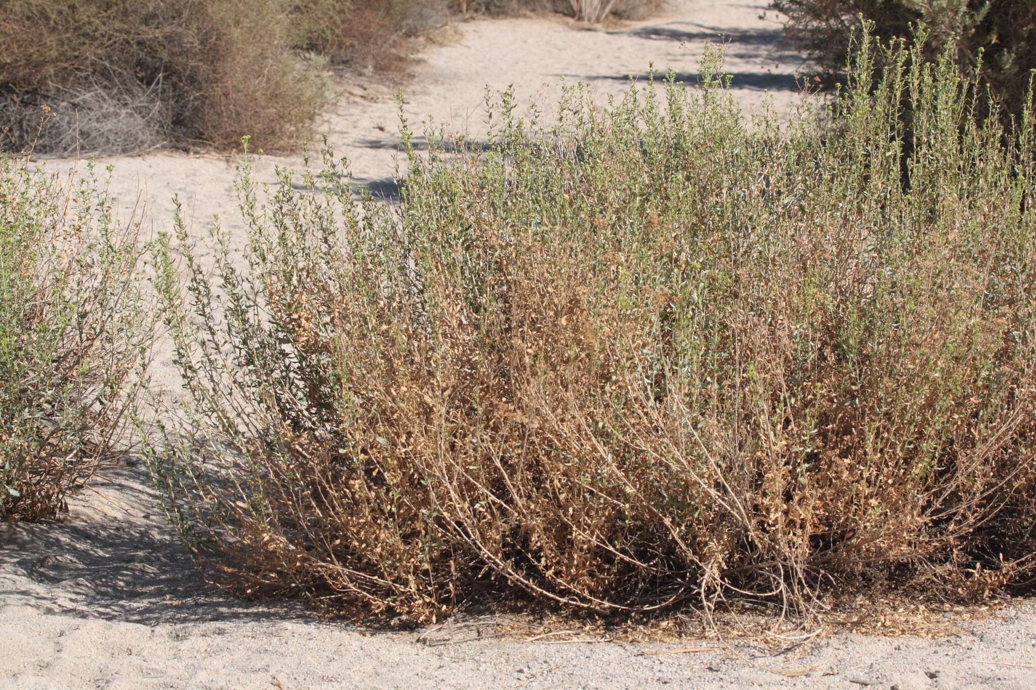 Image of alkali goldenbush