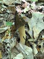 Image of Morchella angusticeps Peck 1887