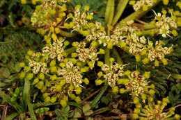 Слика од Haplosciadium abyssinicum Hochst.