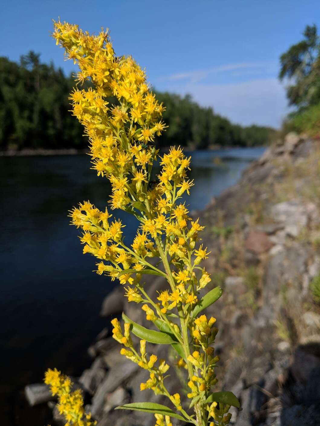 Plancia ëd Solidago pallida (Porter) Rydb.