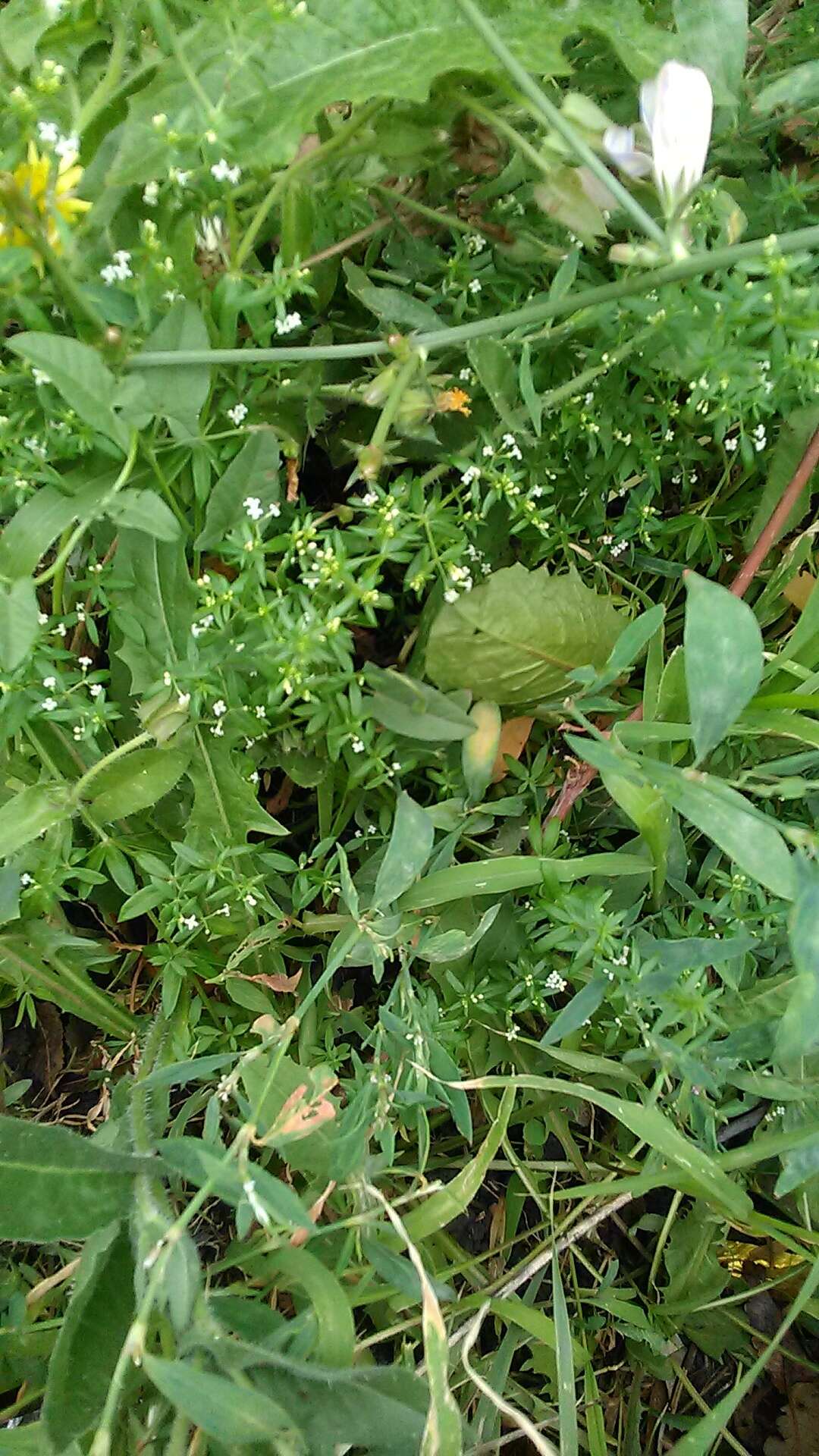 Image of spreading bedstraw