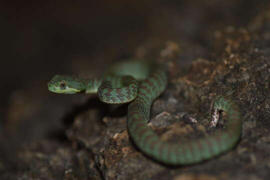 صورة Trimeresurus kuiburi