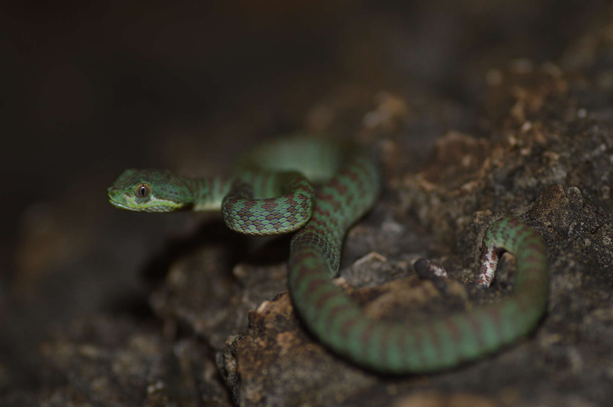 Imagem de Trimeresurus kuiburi