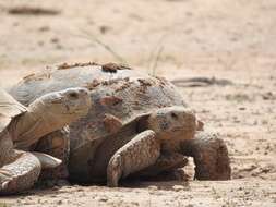 Image of Bolson Tortoise