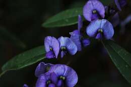 Слика од Hovea acutifolia G. Don