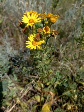 Plancia ëd Jacobaea ambracea (Turcz. ex DC.) B. Nord.