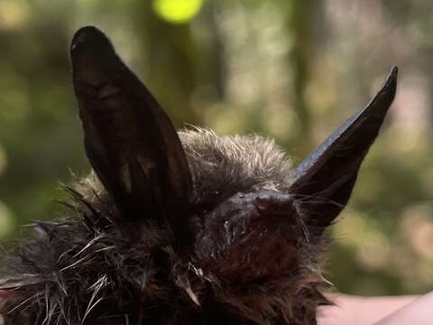 Image of Long-eared Myotis