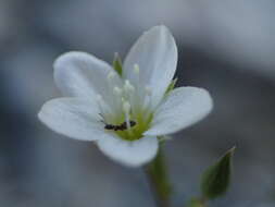 Sivun Arenaria provincialis Chater & Halliday kuva