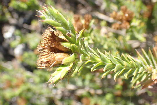 Image of Oedera steyniae (L. Bolus) A. A. Anderberg & K. Bremer