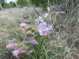 Image of James' beardtongue