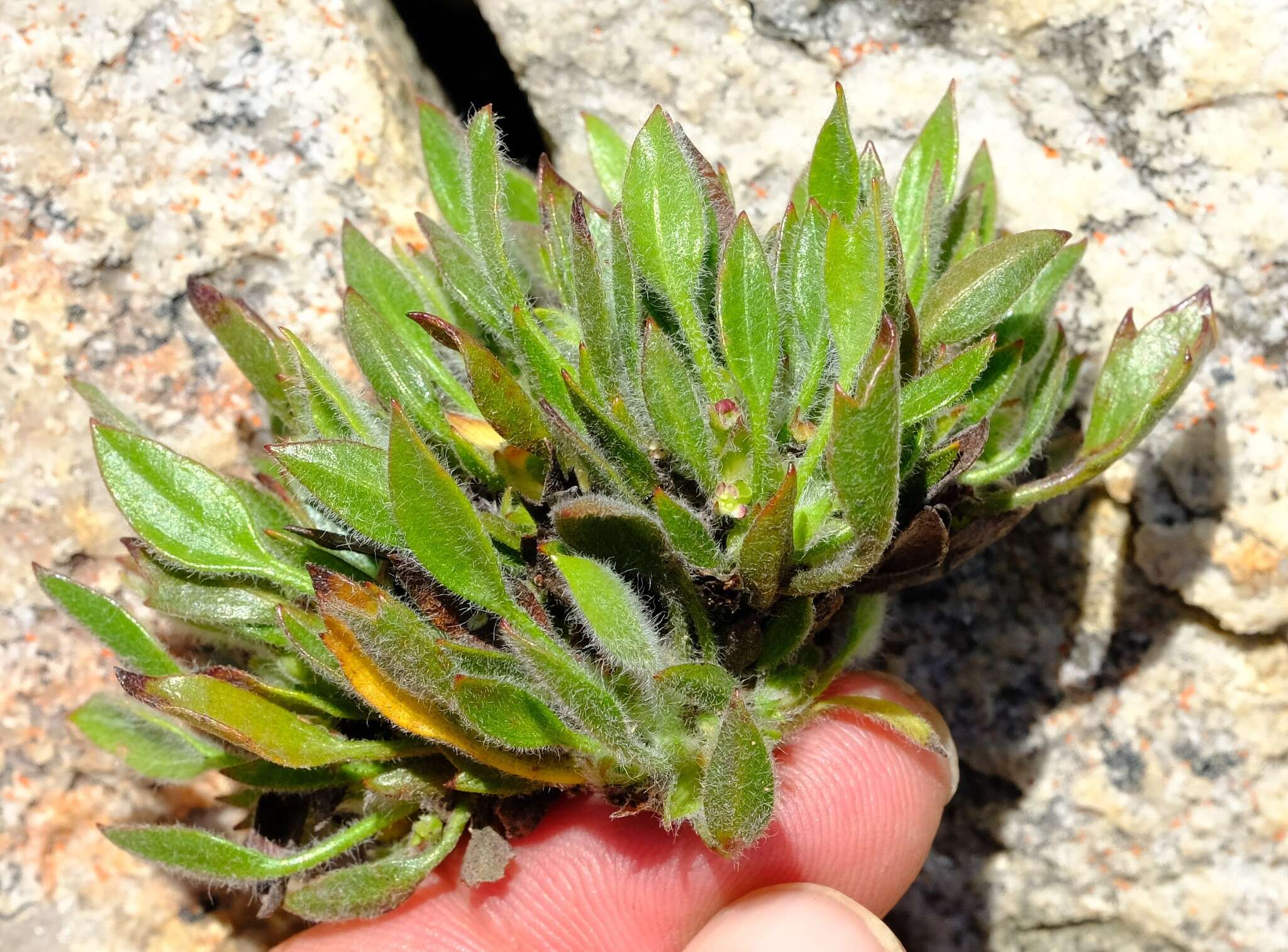 Image of Centella montana (Cham. & Schltdl.) Domin