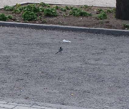 Image of Indian Pied Wagtail