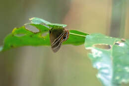 Image de Euselasia pellos Stichel 1919