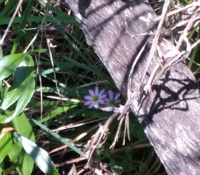 Image of marsh rose gentian