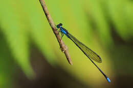 Image of Nesobasis angulicollis Tillyard 1924