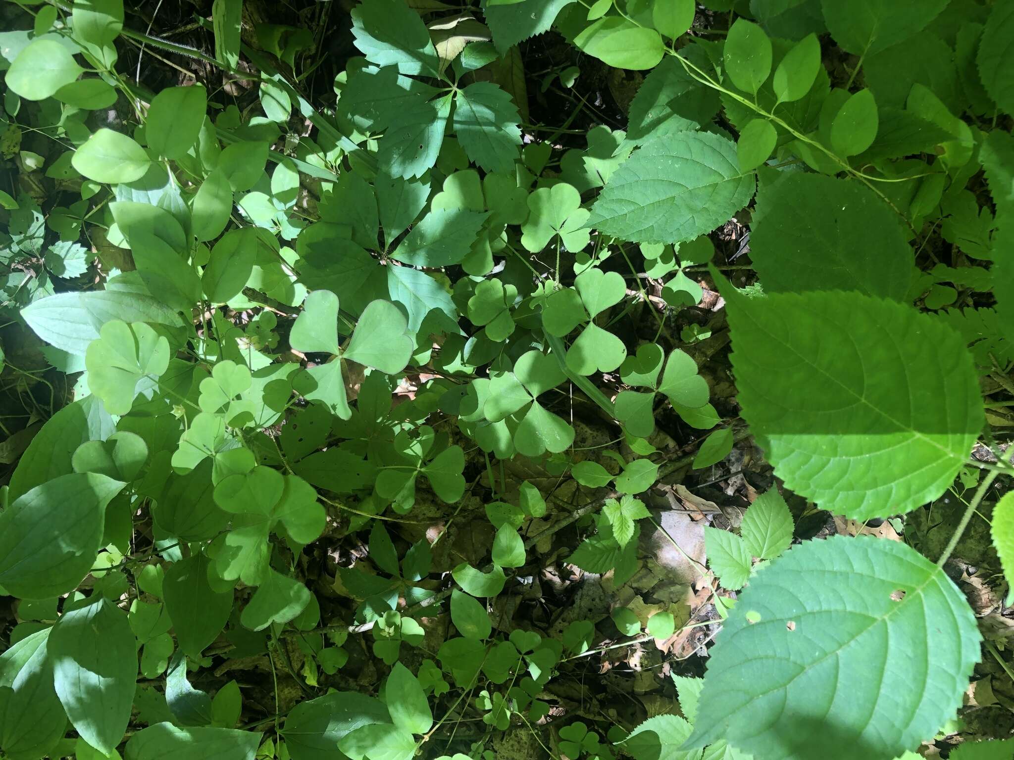 Sivun Oxalis grandis Small kuva