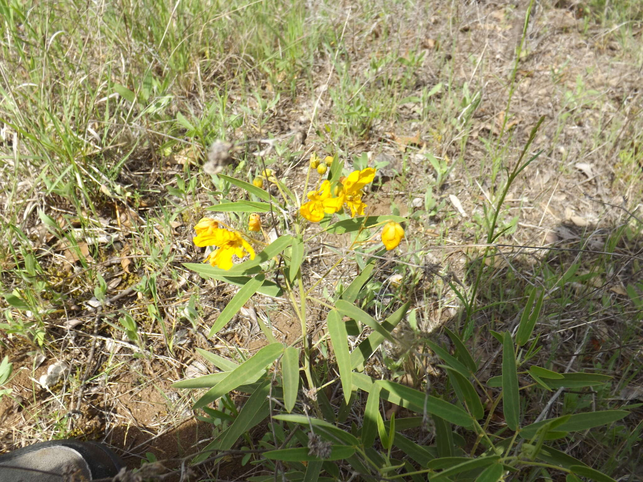 Sivun Senna roemeriana (Scheele) H. S. Irwin & Barneby kuva