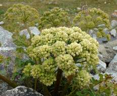 Слика од Angelica brevicaulis (Rupr.) B. Fedtsch.