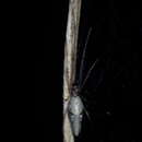 Image of Tetragnatha ceylonica O. Pickard-Cambridge 1869