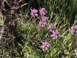 Image of Rocky Mountain Lousewort