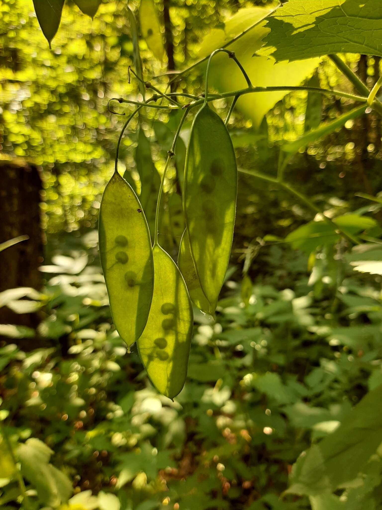 Image de Lunaria rediviva L.