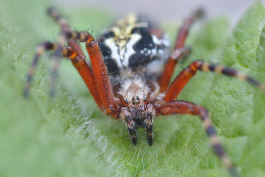 Image of Aculepeira talishia (Zawadsky 1902)