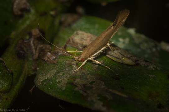 Image of Glaphyristis marmarea Meyrick 1897