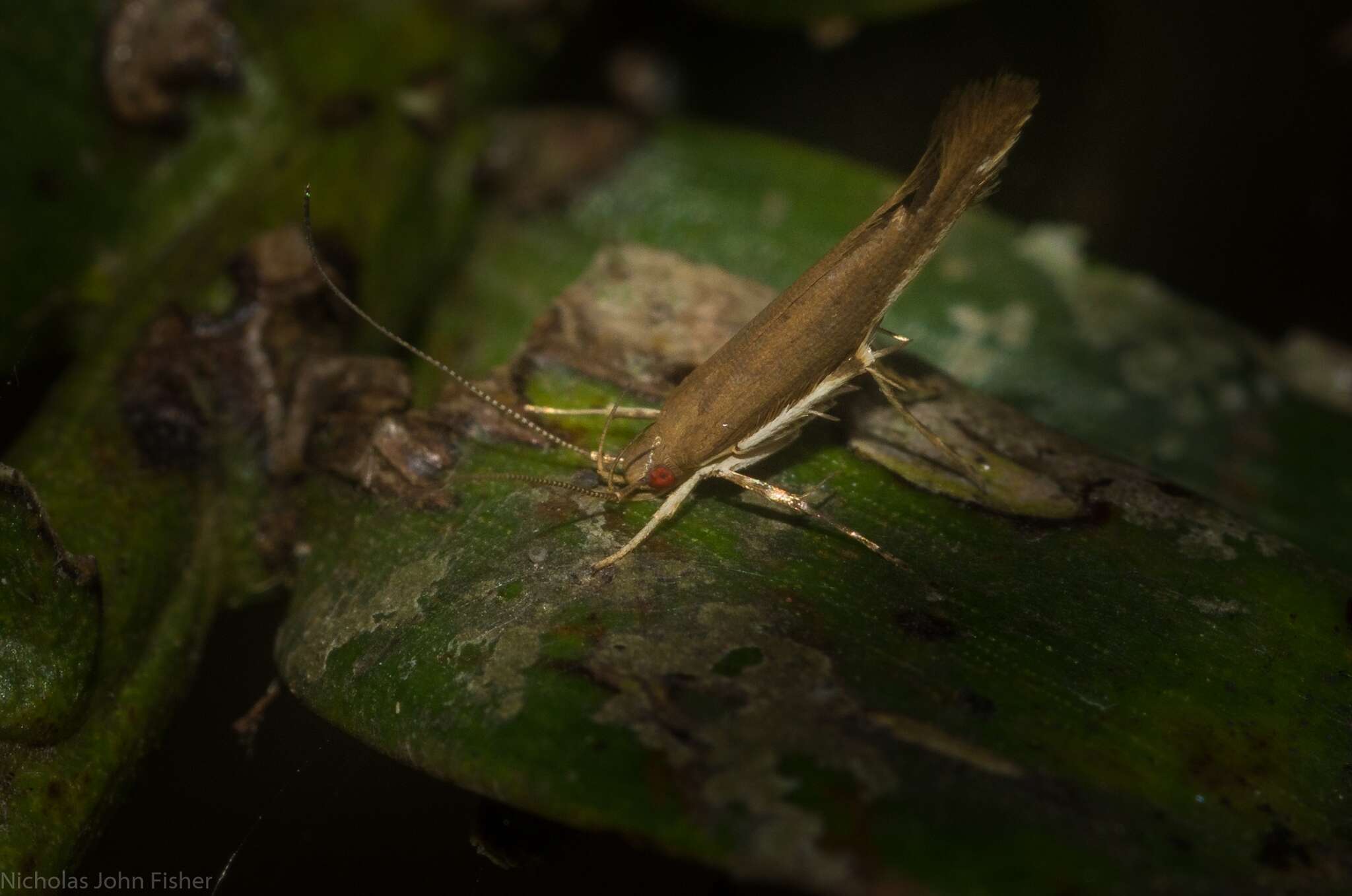 Image of Glaphyristis marmarea Meyrick 1897