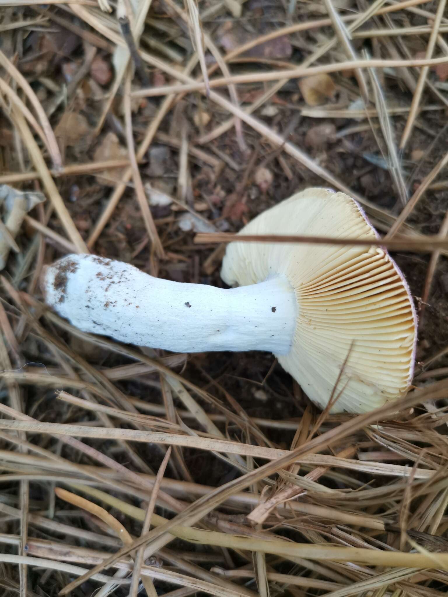 Image of Russula capensis A. Pearson 1950