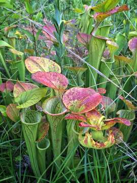 Image of Green Pitcherplant