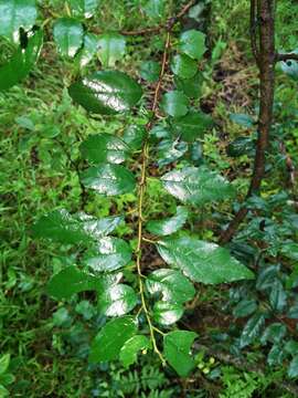 Image of schefflera