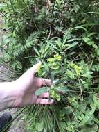 Image of Wood Spurge