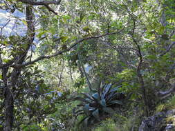 Image of Agave inaequidens subsp. barrancensis Gentry