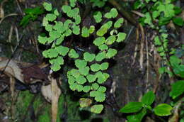 Image of Adiantum poiretii Wikstr.