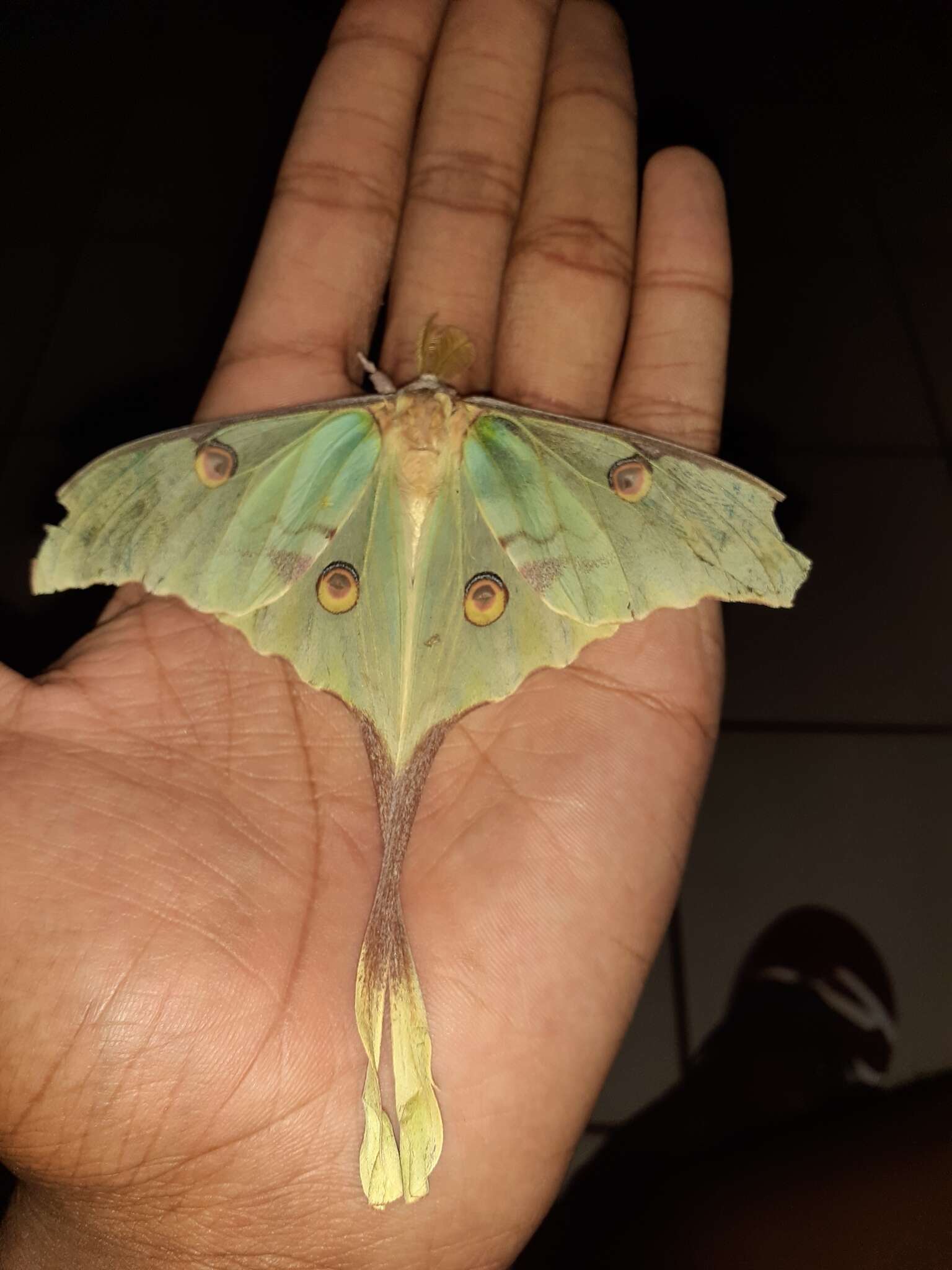 Image of African Luna moth