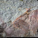 Image of Santa Cruz Island Sator