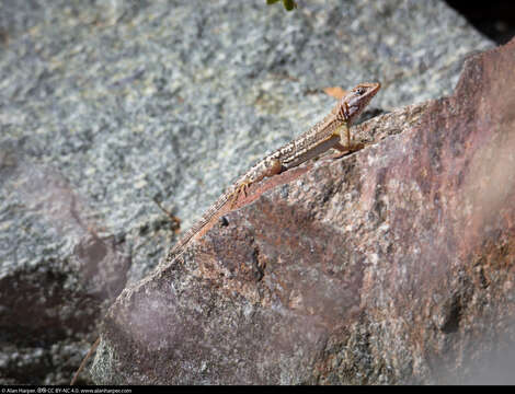 Image of Santa Cruz Island Sator